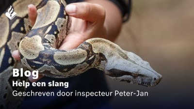 blog help een slang