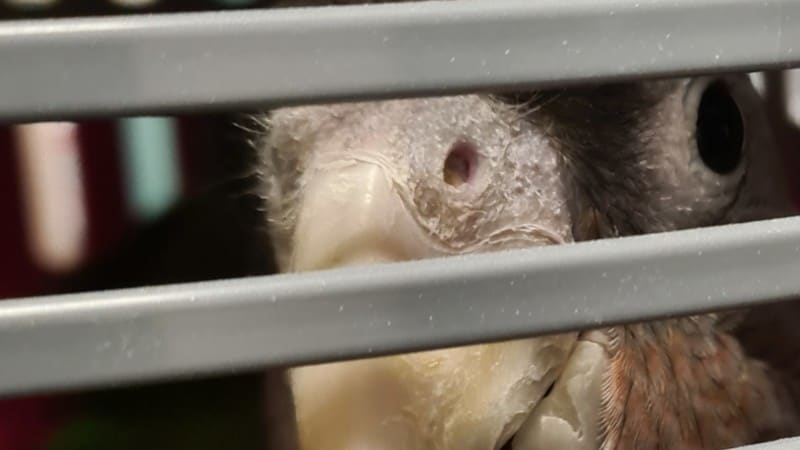 Honderden dieren in beslag genomen tijdens actie tegen wildlife crime