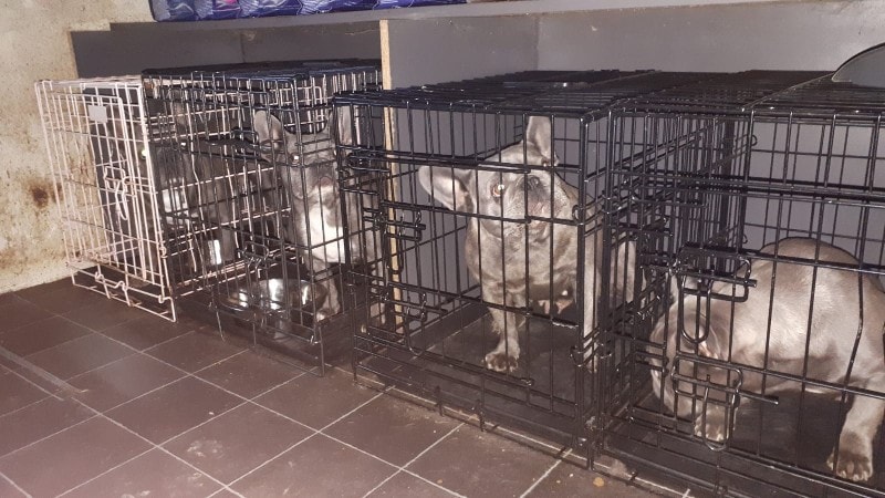 Invallen in onderzoek naar illegale handel in puppy’s en kittens