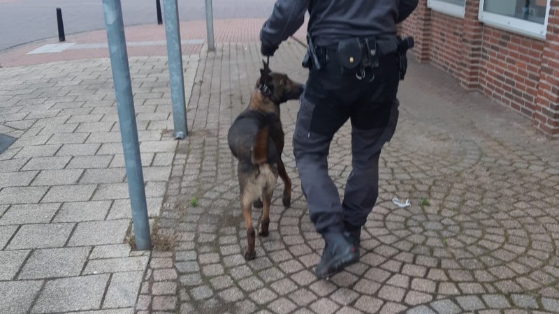 Inzet speurhond bij politieactie Sint Willebrord
