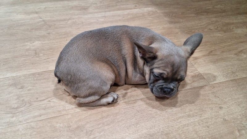 puppy die in woning in beslag is genomen