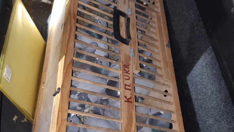 De gestolen wedstrijdduiven