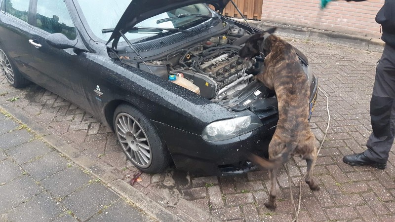 Drugshond doorzoekt auto