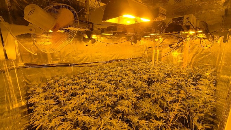 Hennepkwekerij met ruim 500 planten in een pand aan de Dokweg.