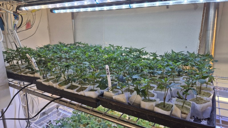 Hennepstekkerij aangetroffen in Loosdrecht