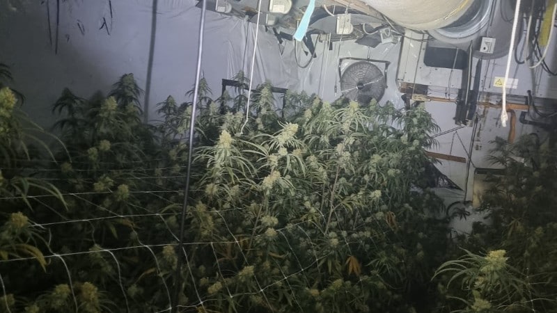 Hennepkwekerij met meer dan 300 planten