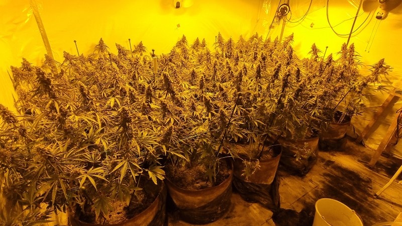 Samenwerking loont, hennepplantage in Purmerend ontdekt