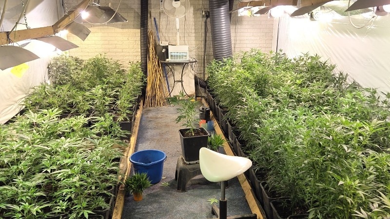 Productielocatie hennepstekken aangetroffen in Schalkhaar