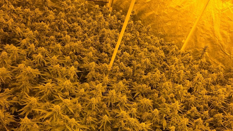 Hennepkwekerij ontdekt in woning Zaandam