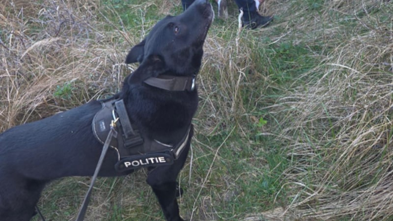 Diensthond Joop vlak na de aanhouding