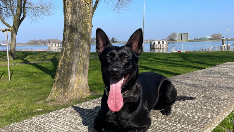 Politiehond Zila