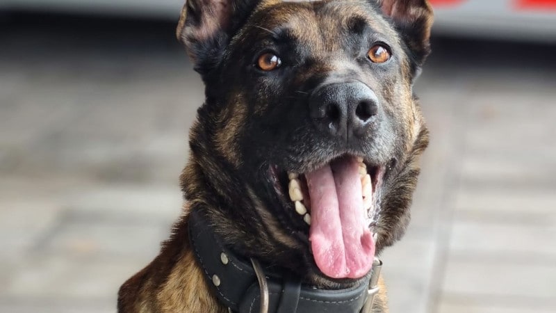 Diensthond Appie vindt inbreker in Hoorn