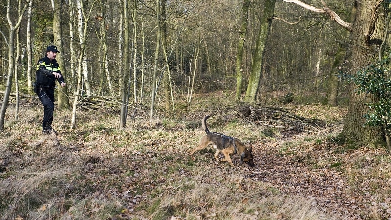 Agent doorzoekt met hond bosgebied